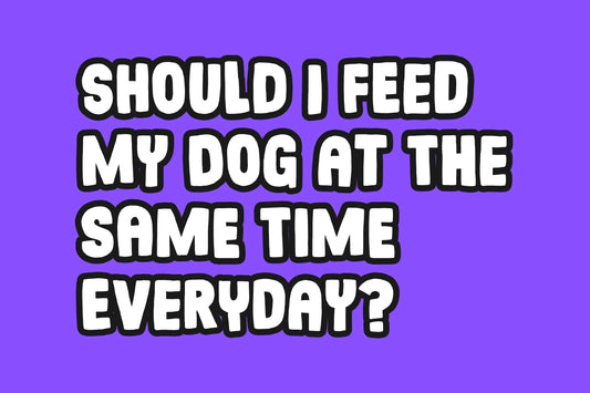 Should I feed my dog at the same time everyday?