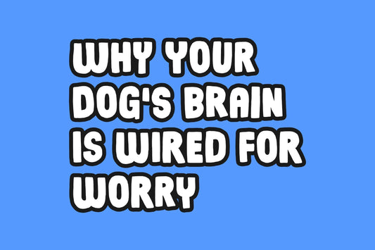 Why your dog‘s brain is wired for worry