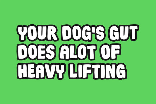 Your dog‘s gut does ALOT of heavy lifting