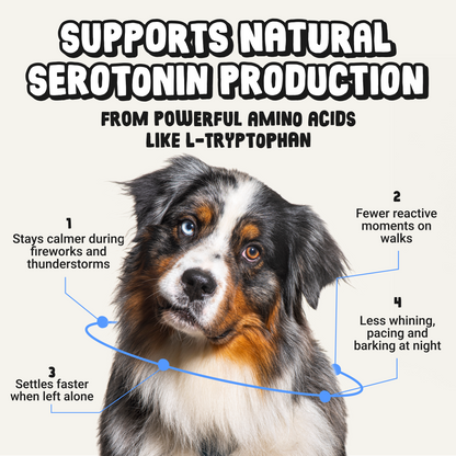Daily Calming Supplement for Anxious Dogs